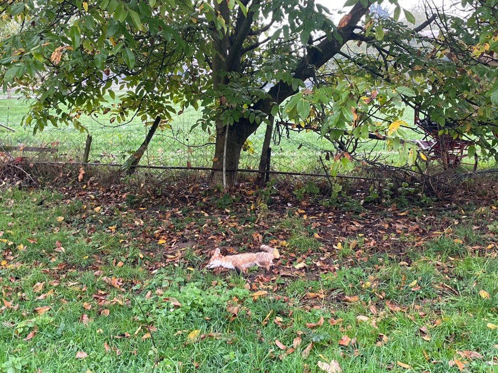 Giftköder-Toter Fuchs-Profilbild