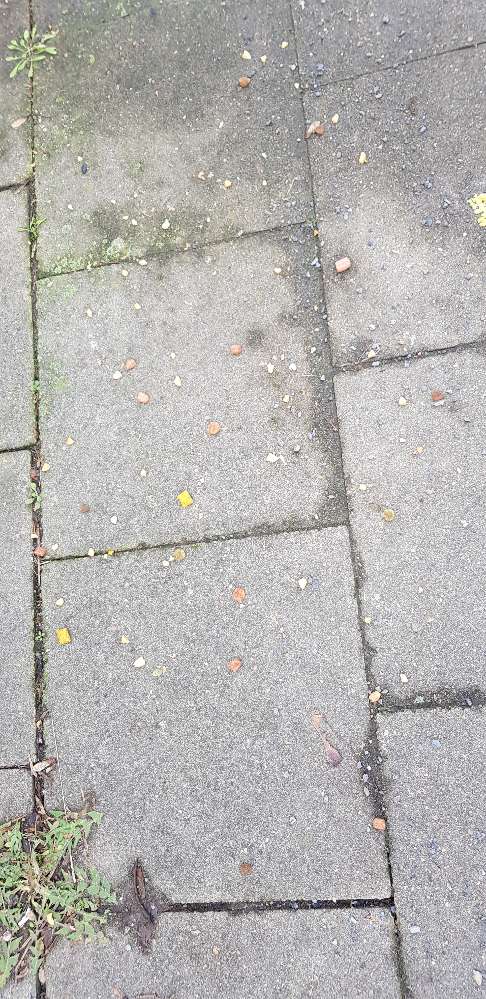 Giftköder-Verstreutes Katzenfutter-Profilbild