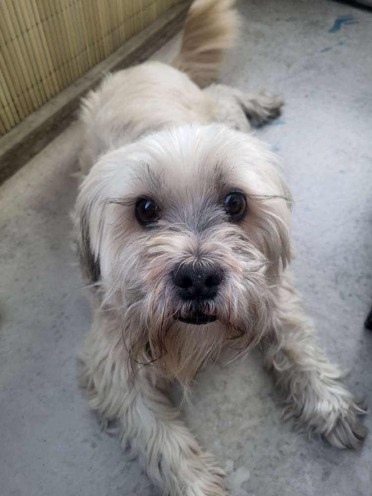 Hundetreffen-Gassi Runde in Cotta-Profilbild