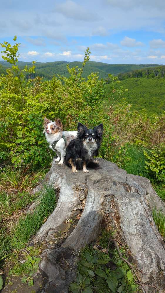 Hundetreffen-Am Roan Kleinhundespaziergang-Profilbild