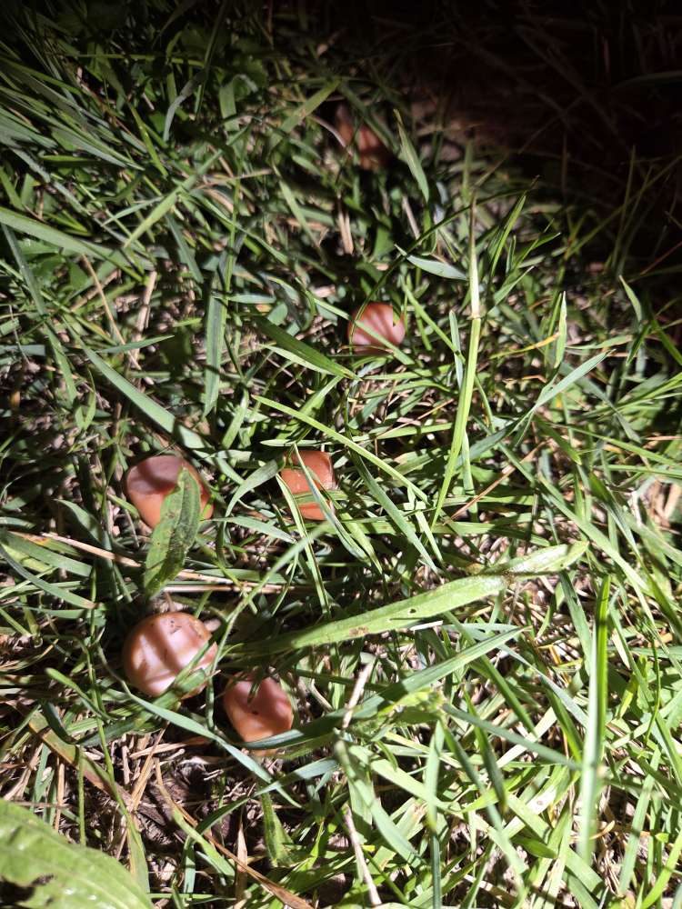 Giftköder-Wurststückchen am linken Rand bergauf-Profilbild