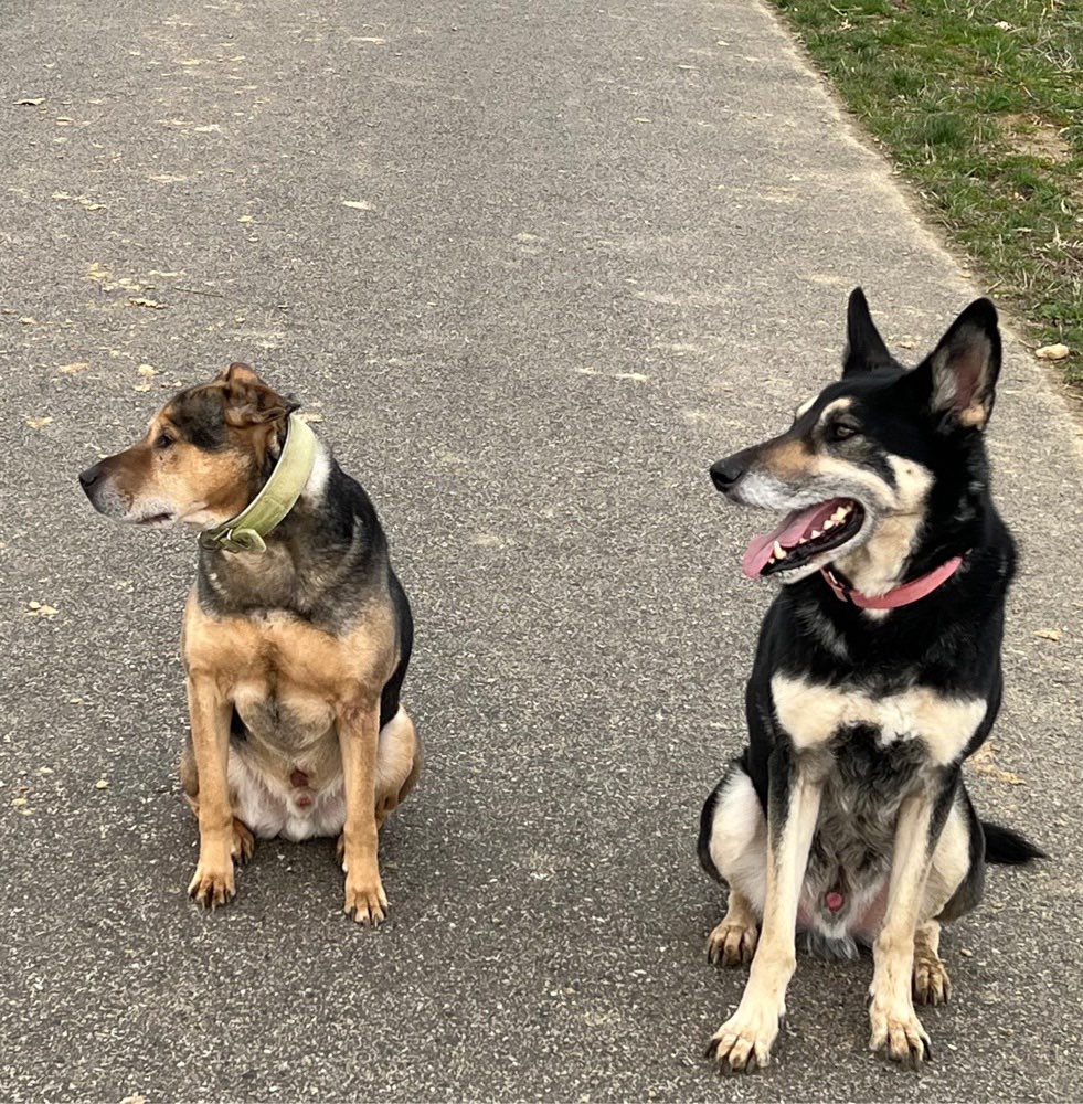 Hundetreffen-Gemeinsame Gassirunde-Profilbild