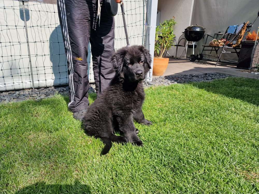 Hundetreffen-Gassirunde Raum Vöhringen (Iller)-Profilbild