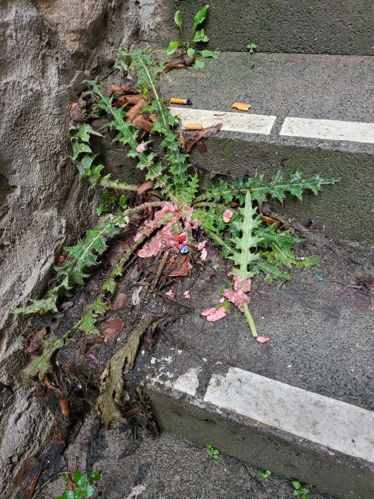 Giftköder-Hackfleisch mit evtl Giftköder-Profilbild