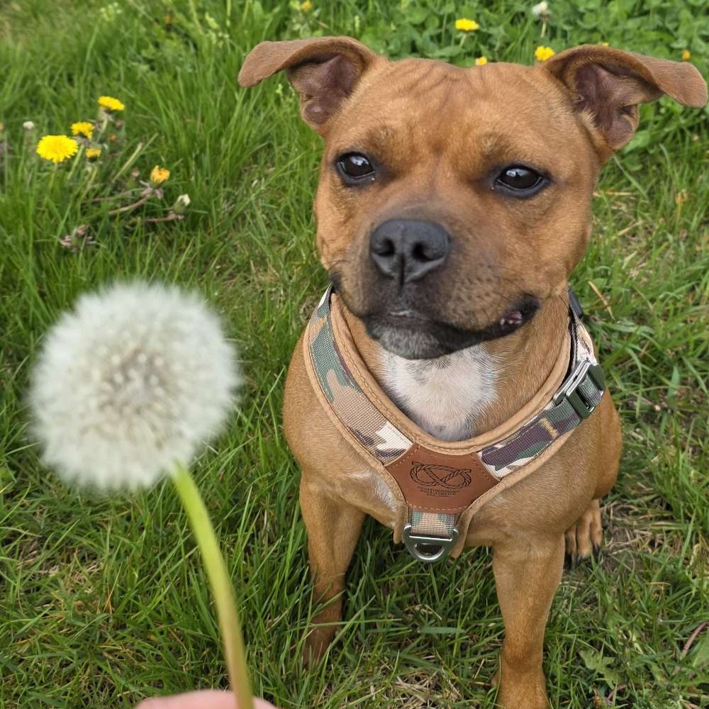 Hundetreffen-Spielfreunde gesucht-Profilbild