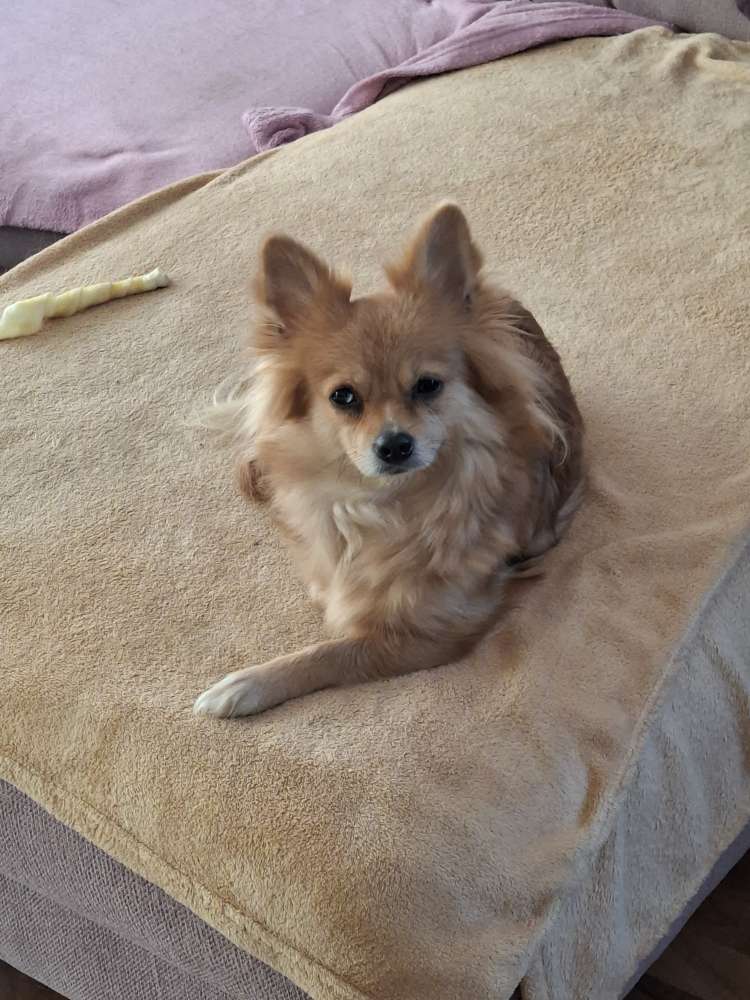 Hundetreffen-Remscheid-Profilbild