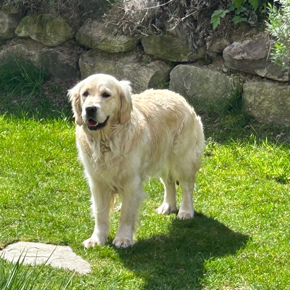 Hundetreffen-Spiel- und Gassirunde am Kaiserstuhl-Profilbild