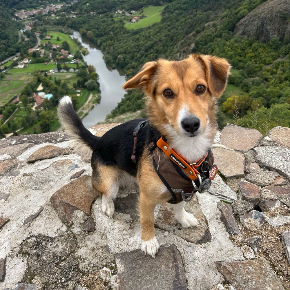 Hundetreffen-Gassirunde nähe Trudering-Profilbild