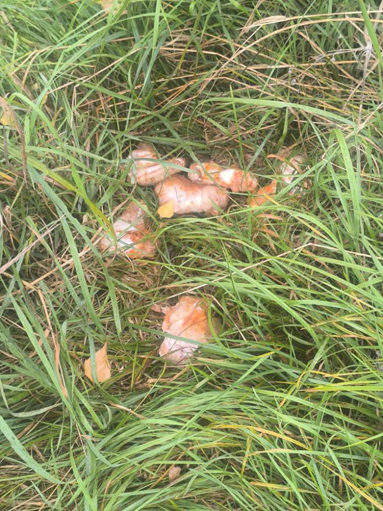 Giftköder-Giftköder-Profilbild