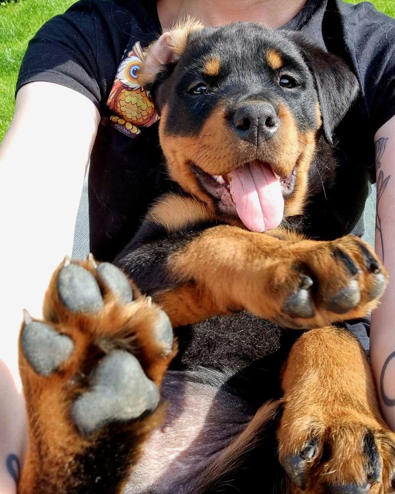 Hundetreffen-Welpentreff Barsinghausen-Profilbild