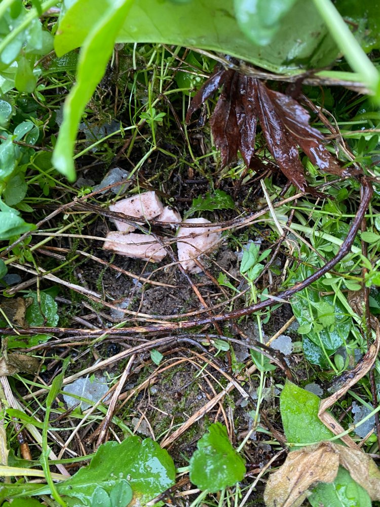 Giftköder-Giftköder-Profilbild