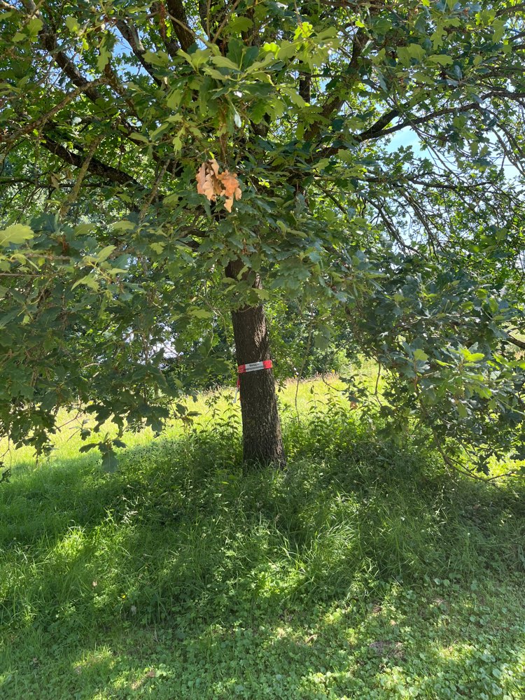 Giftköder-Eichenprozessionsspinner-Profilbild