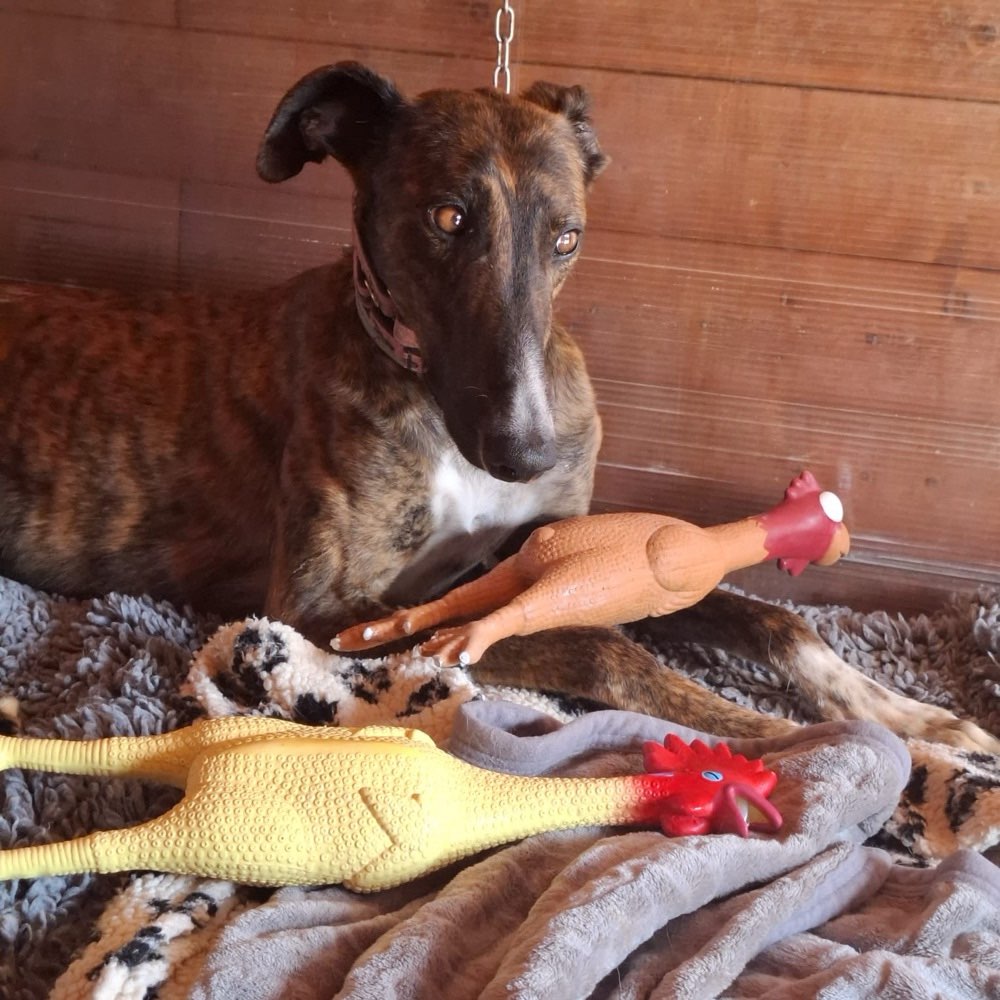 Hundetreffen-Spielkumpels (Windhunde(-Mixe) gesucht, Kreis Peine, Braunschweig, östlicher Bereich Hannover-Profilbild