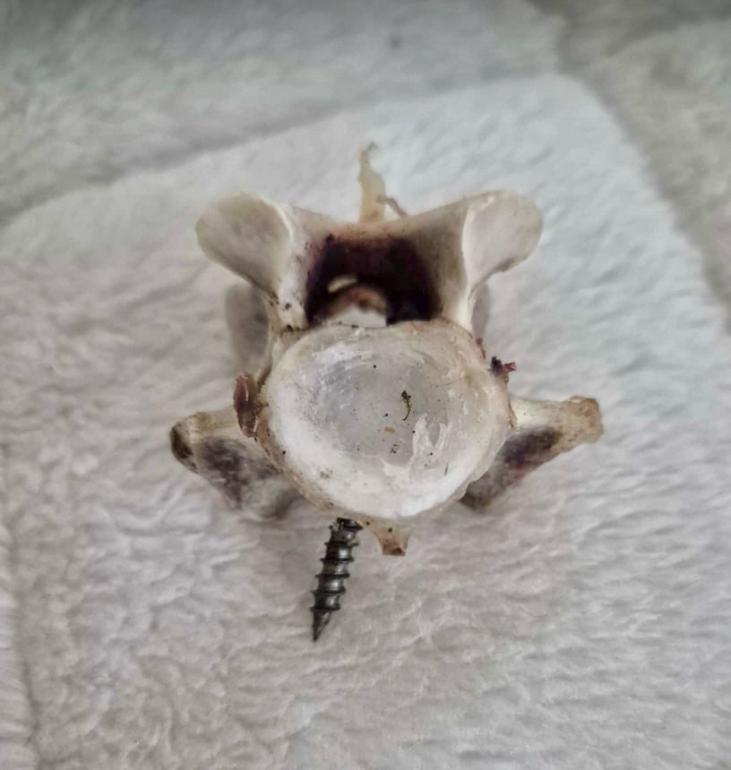 Giftköder-Lammknochen mit großer Schraube-Profilbild