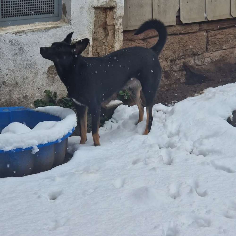Hundetreffen-Gassi- und Trainingsrunde-Profilbild