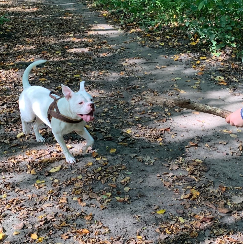 Hundetreffen-Gassi/Spielrunde am Aasee-Profilbild