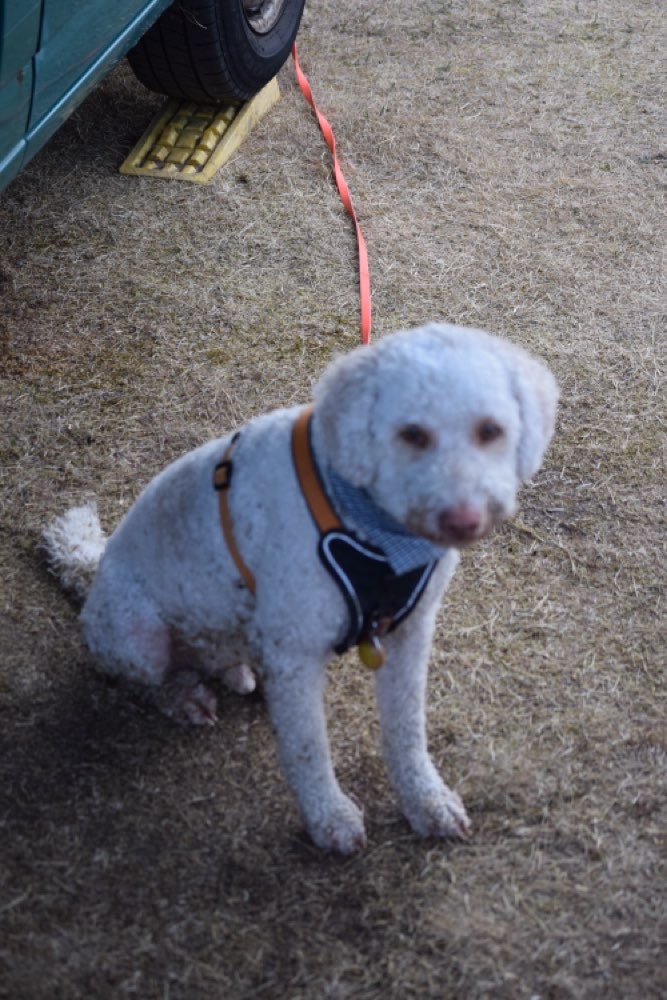 Suchmeldung-Benny-Profilbild