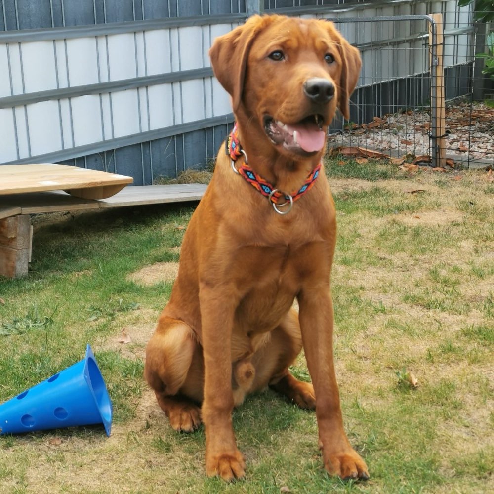 Hundetreffen-Spielkamerad/in gesucht-Profilbild