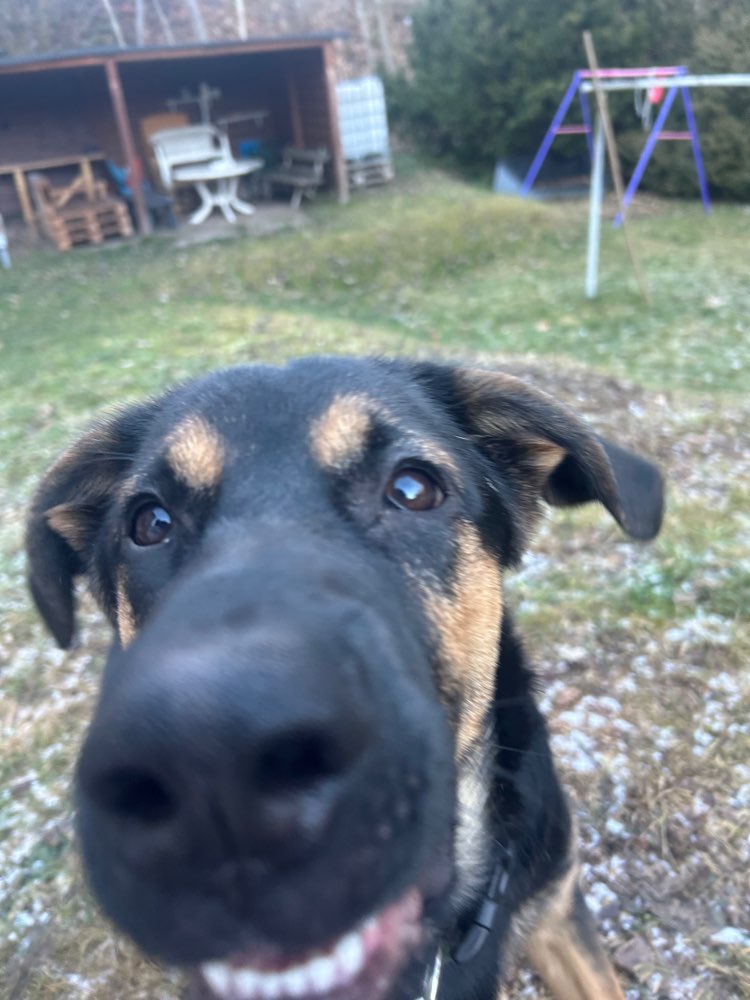 Hundetreffen-Social Walk/ Gassirunden-Profilbild