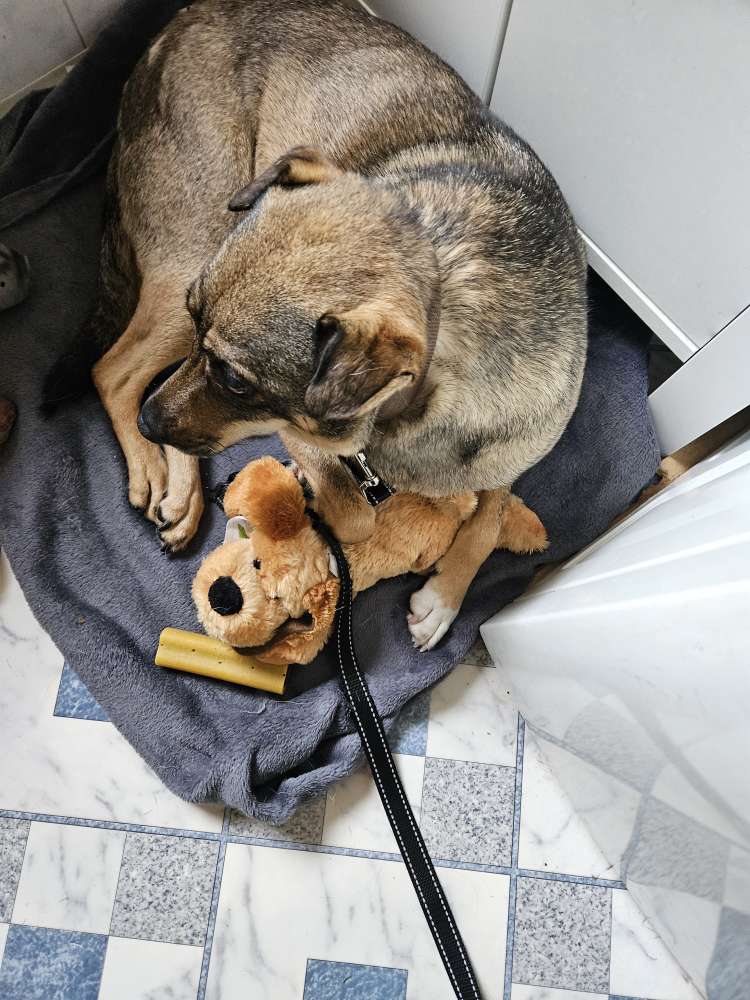 Suchmeldung-Kristie-Profilbild