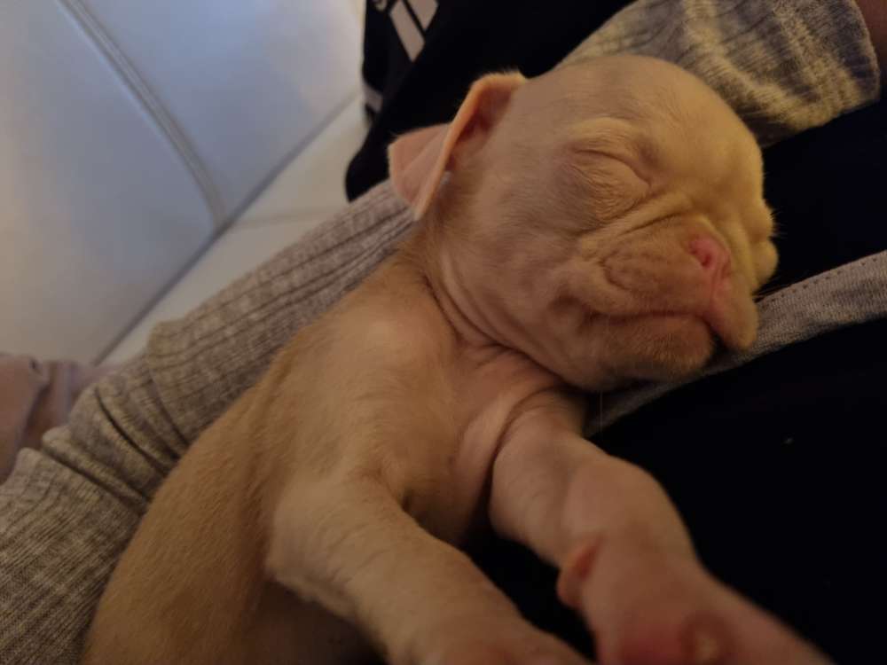 Hundetreffen-Welpentreffen-Profilbild