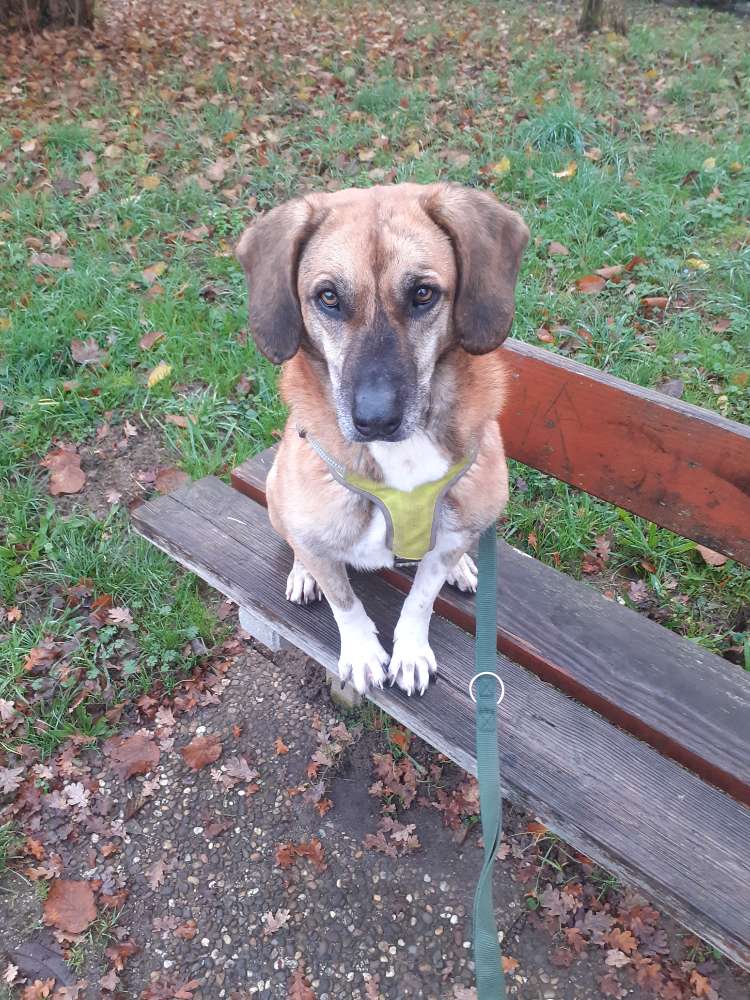 Hundetreffen-Gassirunde...-Profilbild