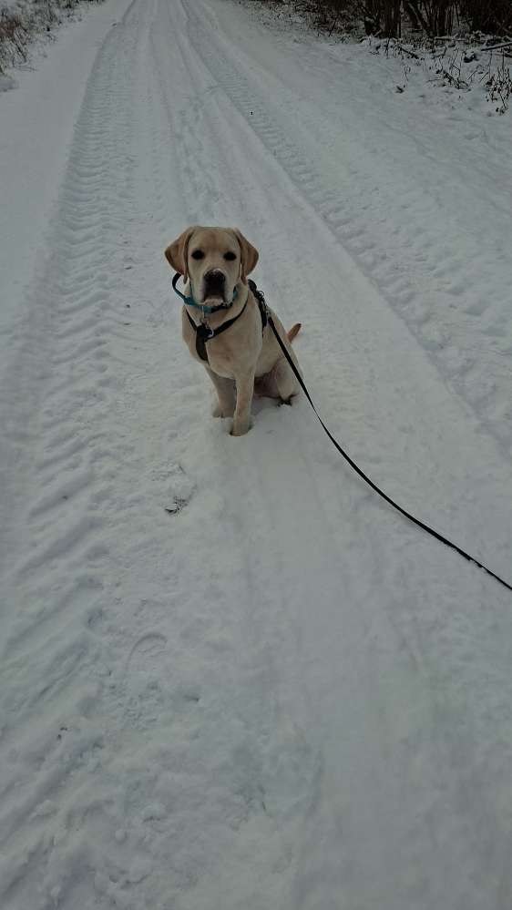 Hundetreffen-entspannte Gassirunden-Profilbild