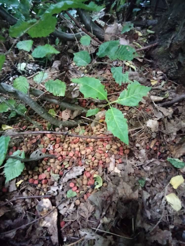Giftköder-Tierleckerlies o.ä. im Gebüsch-Profilbild