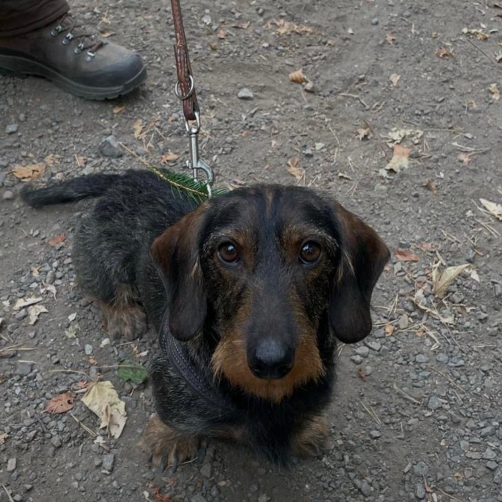 Suchmeldung-Emil-Profilbild