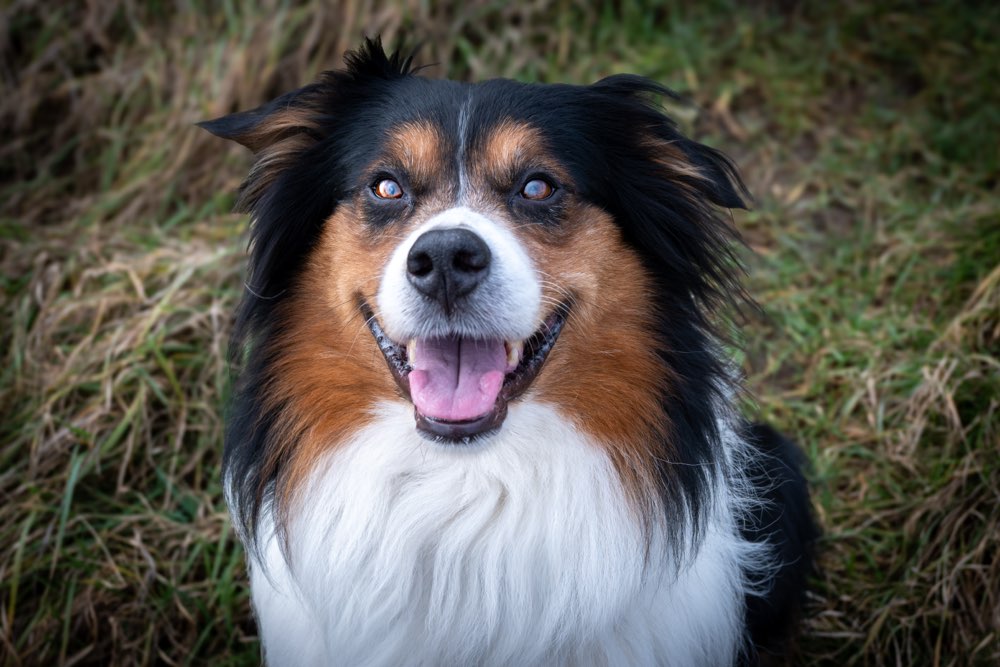 Hundetreffen-Tranigs Gassi-Profilbild