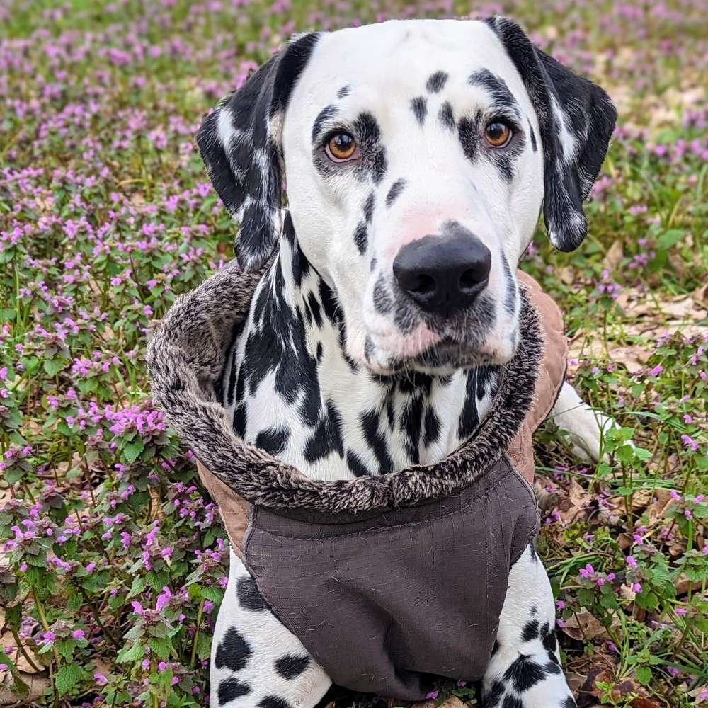 Hundetreffen-Trainingstreff-Profilbild