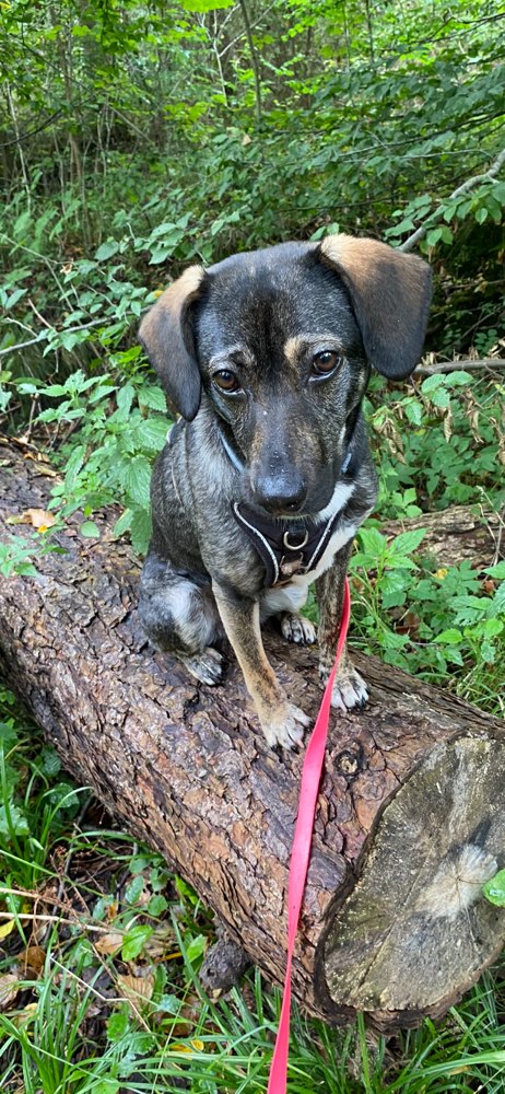 Hundetreffen-Spieltreffen am Holunderstieg-Profilbild