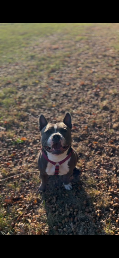 Hundetreffen-Spiel und Gassi treffen Paderborn Schloss Neuhaus oder Bad Lippspringe-Profilbild