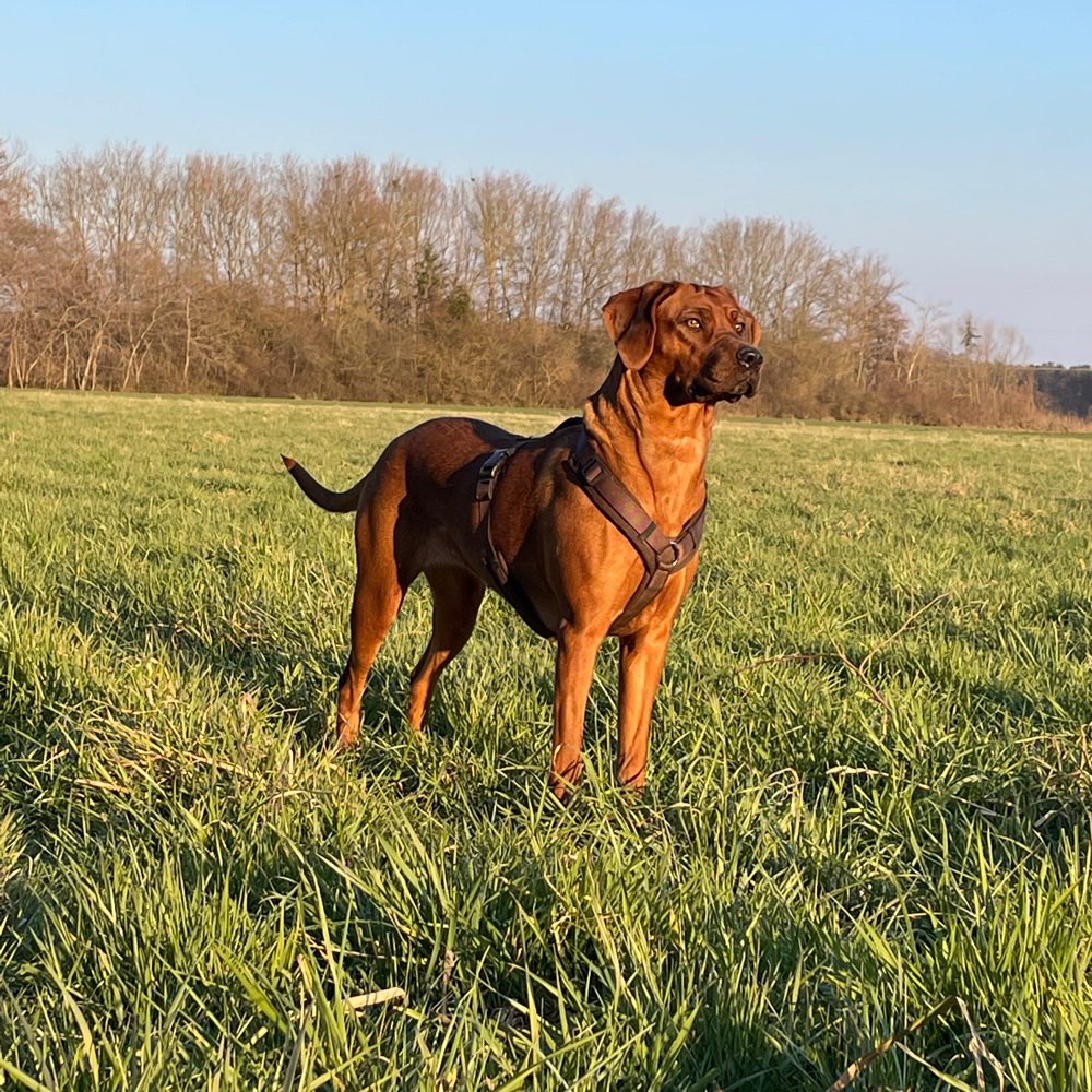 Hundetreffen-Gassi Runden zum auspowern gesucht wer ist dabei?-Profilbild