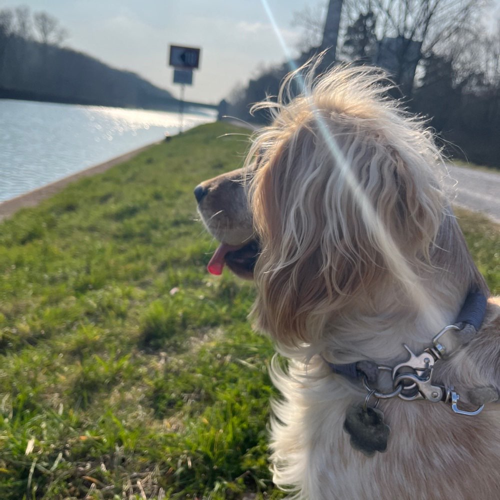 Hundetreffen-Spielen und Gassi gehen 😊-Profilbild