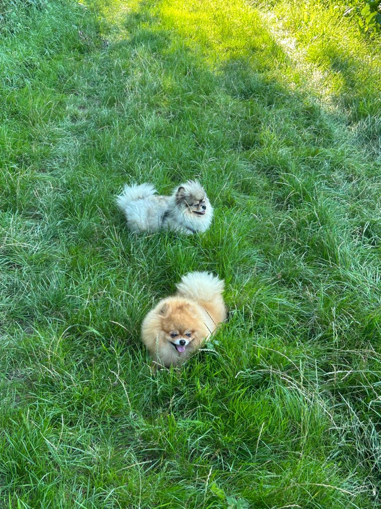 Hundetreffen-Zwergspitz / Kleinhund Spielrunde-Profilbild