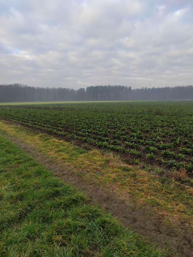 Giftköder-Giftköder-Profilbild