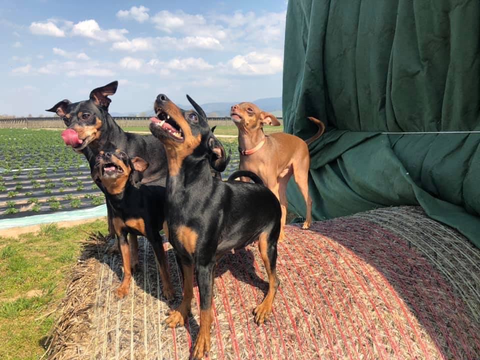 Hundetreffen-Kleinhunde treffen zb. Zwergpinscher-Profilbild