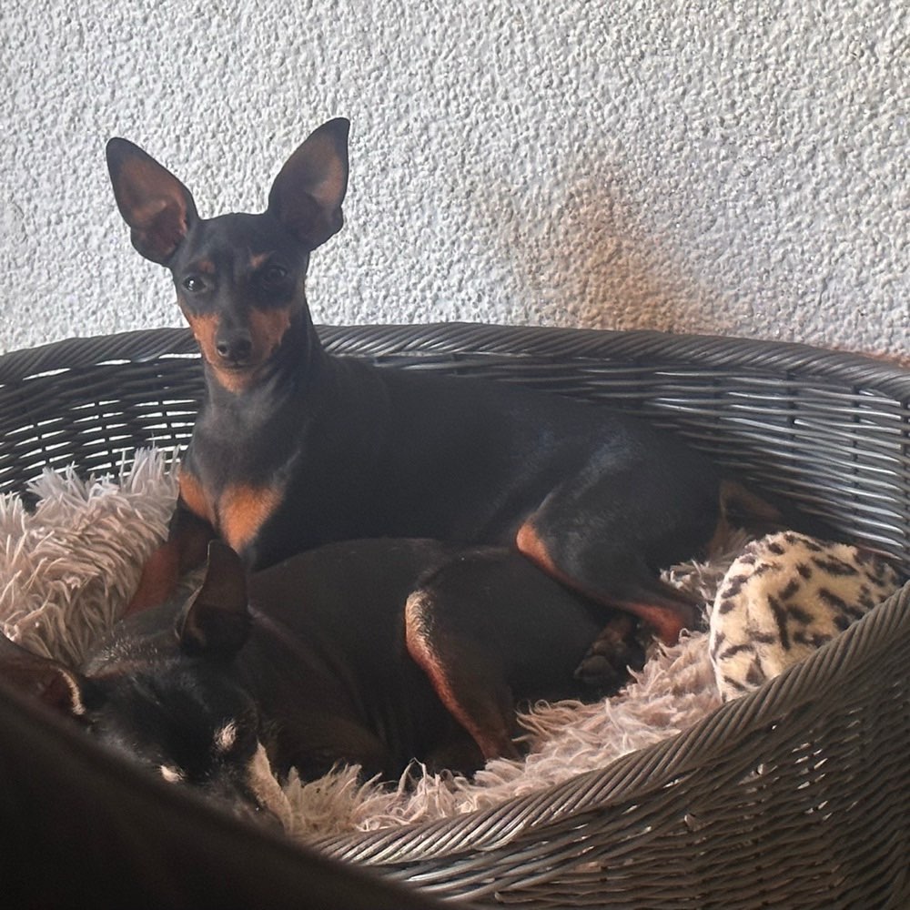 Hundetreffen-Gassi und toben für kleinere Hunde-Profilbild