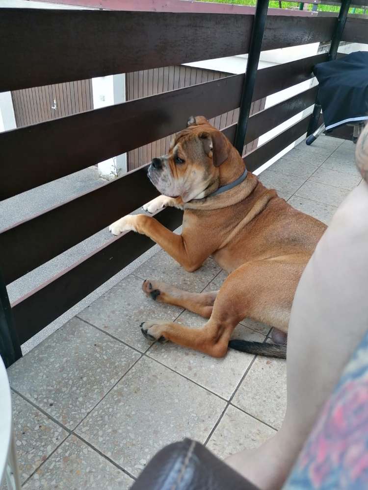 Hundetreffen-Spielkameraden gesucht-Profilbild