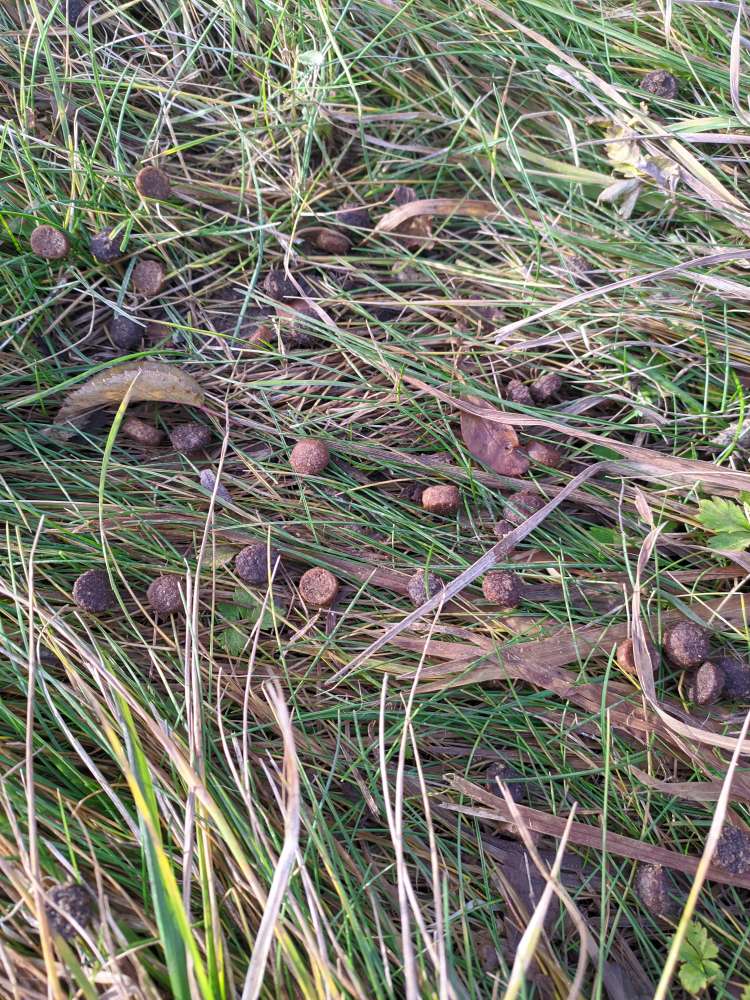 Giftköder-Hundefutter auf 7meter verteilt-Profilbild