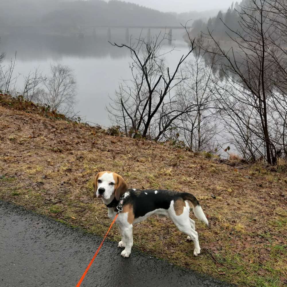 Hundetreffen-Spielfreunde, am liebsten welche, die gerne raufen und rennen ❤🐕-Profilbild
