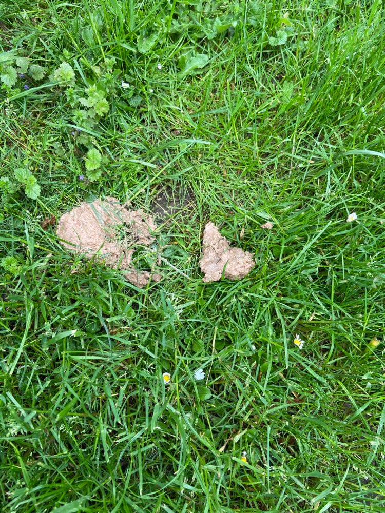 Giftköder-Vermutlich präparierte Leberwurst-Profilbild