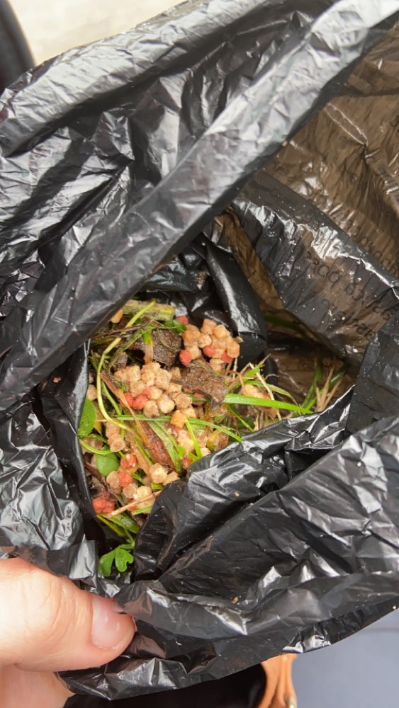 Giftköder-Möglicherweise Rattengift-Profilbild