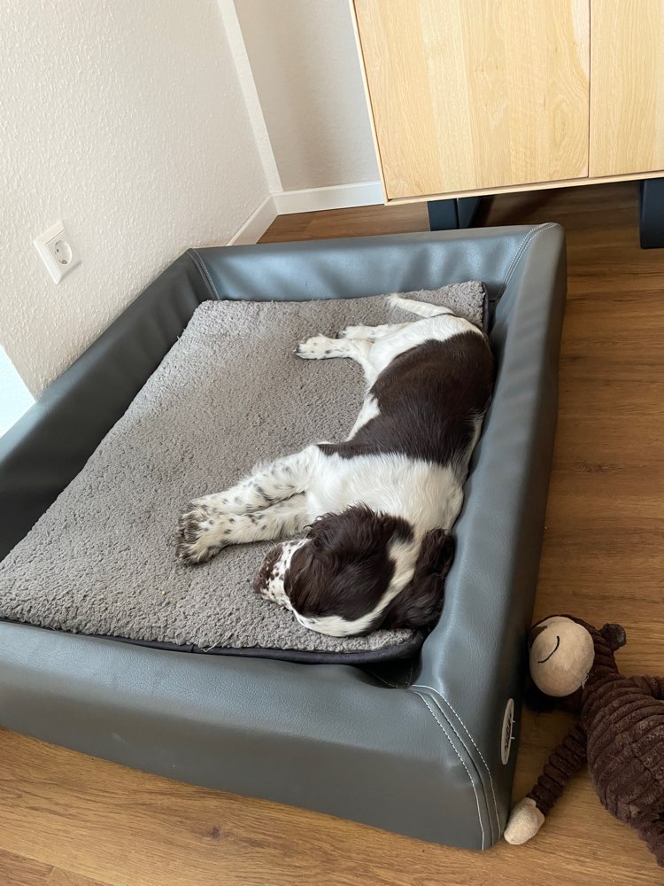 Hundetreffen-Welpentreffen in Gechingen-Profilbild