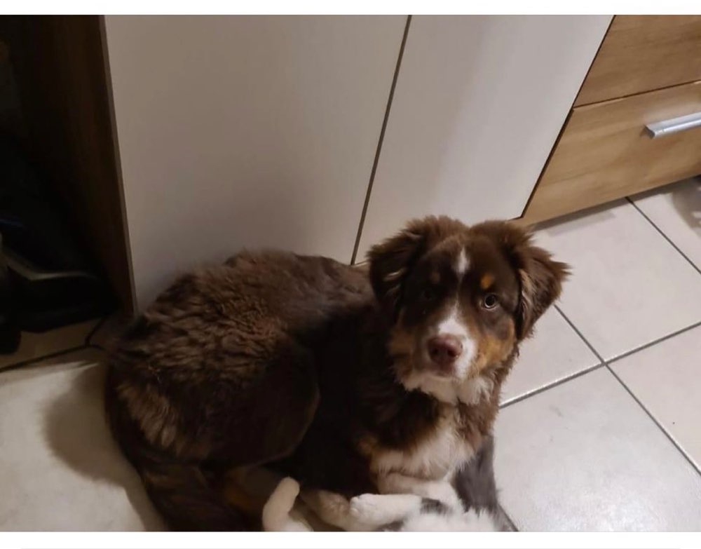 Suchmeldung-Akira-Profilbild