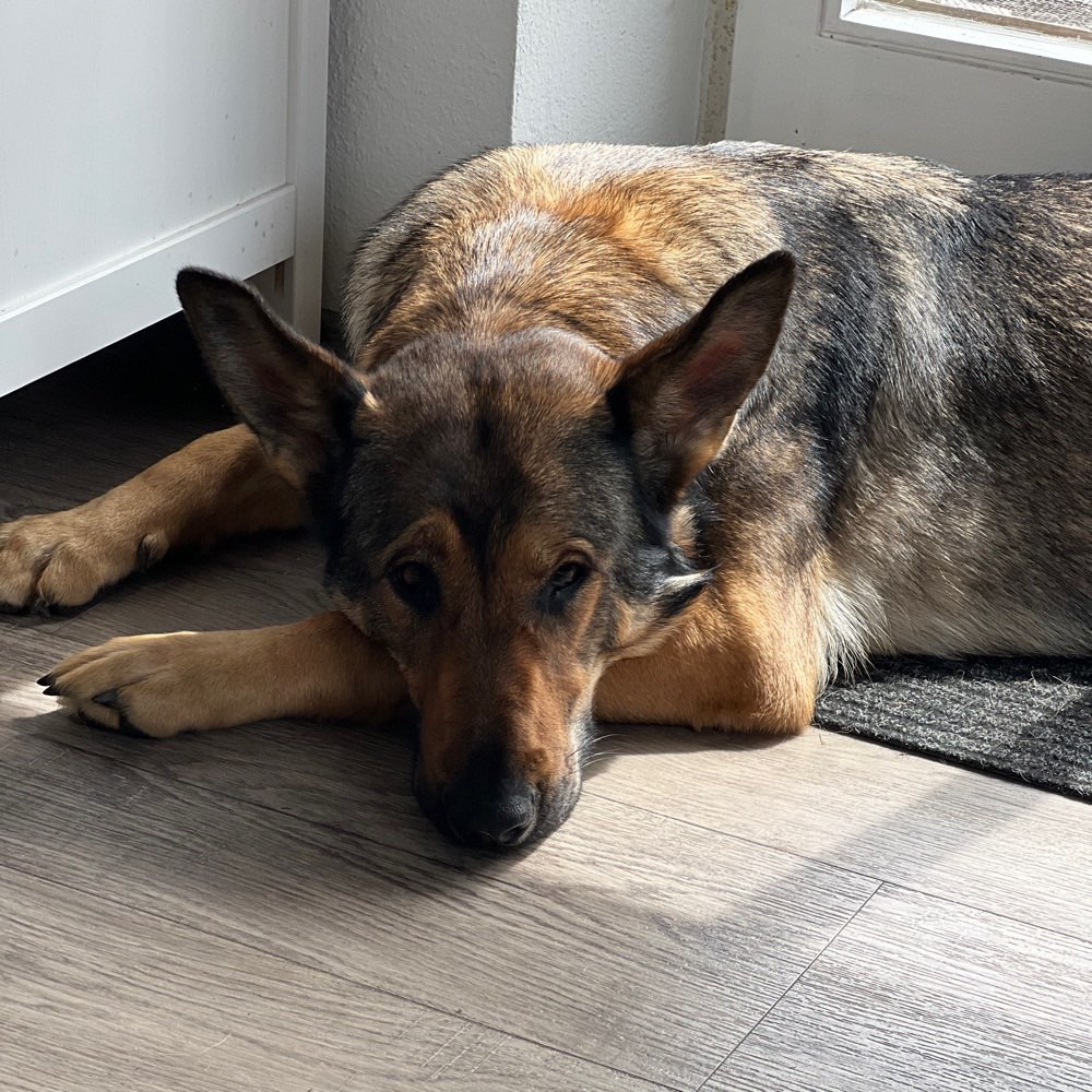 Hundetreffen-Hundebegegnungstraining-Profilbild