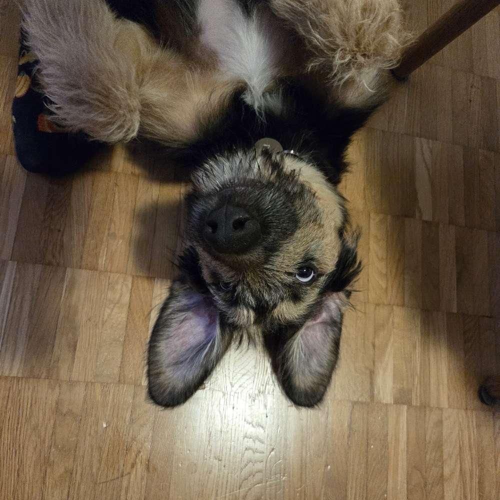 Hundetreffen-Spieltreffen nähe Seebach-Profilbild