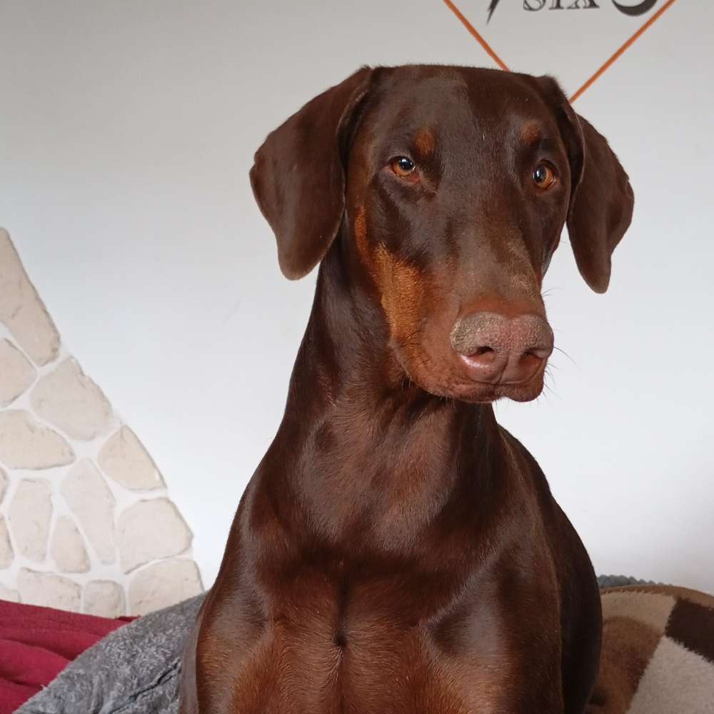 Hundetreffen-Spielkameraden-Profilbild