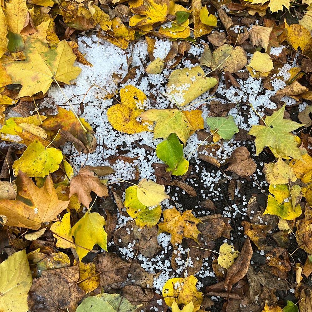 Giftköder-Weißes Granulat-Profilbild